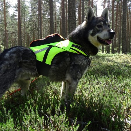 Kardog Raipe